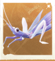 生物发卡蚱蜢.png