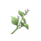 道具药之味.png