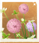 生物兔耳草.png