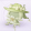 大喵斗篷·雨芽01.png