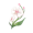 道具晴日蝶兰.png
