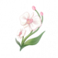 道具晴日蝶兰.png