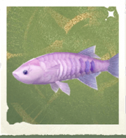生物眼影鱼.png