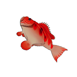 火焰斑鱼.png