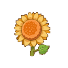 向日葵