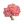粉色大叶榕A