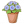 蓝雏菊盆栽