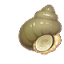 田螺