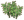 矮竹02