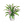梦香兰盆栽