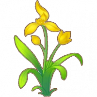 黄兰花