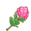 粉绣球