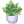 龙舌兰盆栽