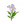 紫睡铃兰