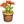 小红花盆栽