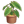 彩叶芋盆栽