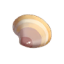 贻贝