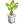龟背竹方形盆栽