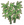 矮竹01