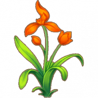 红兰花