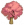 粉色大叶榕C
