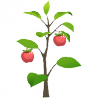 苹果树苗