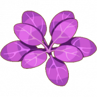 裙带菜