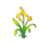 蝴蝶兰