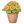 非洲菊盆栽
