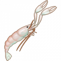 粉蓝蝲蛄