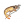 黑虎虾
