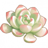 白色石莲