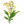 黄睡铃兰