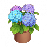 绣球花盆栽
