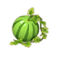 大西瓜