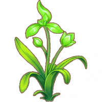 绿兰花