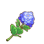 紫绣球