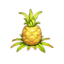 大菠萝