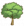 大叶榕G