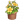 长春花盆栽