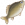 鲫鱼