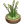 狗尾巴草盆栽