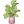 尖尾芋盆栽