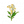 橙睡铃兰