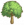 大叶榕B