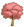 粉色大叶榕G