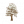 玉兰