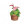 粉花烛盆栽