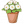 雏菊盆栽