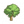 大叶榕C